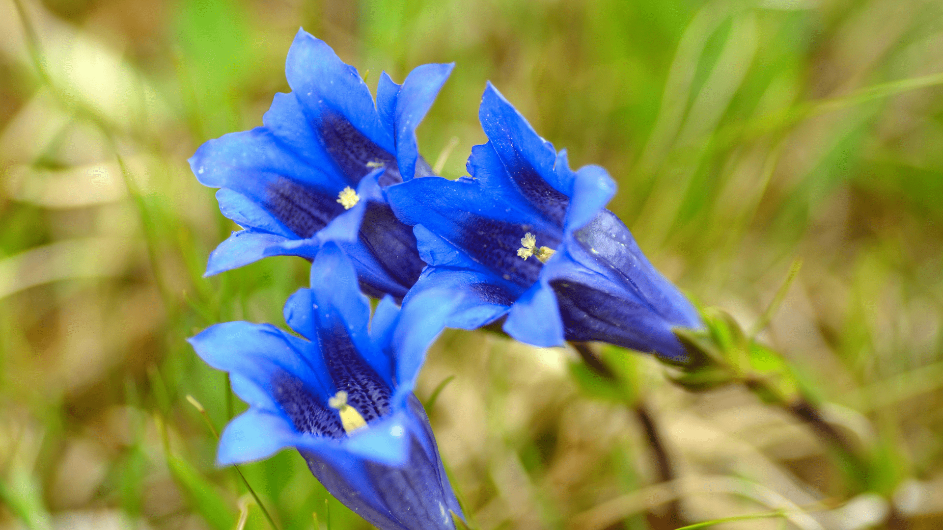 Fiori di Genziana